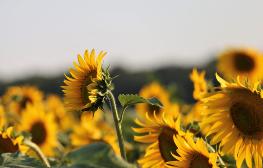 The Benefits of Ceramides for Our Skin