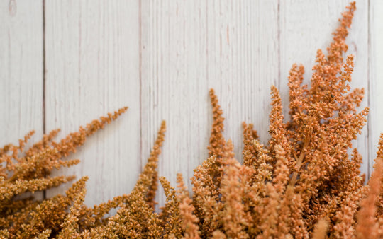 AMAZING AMARANTH!