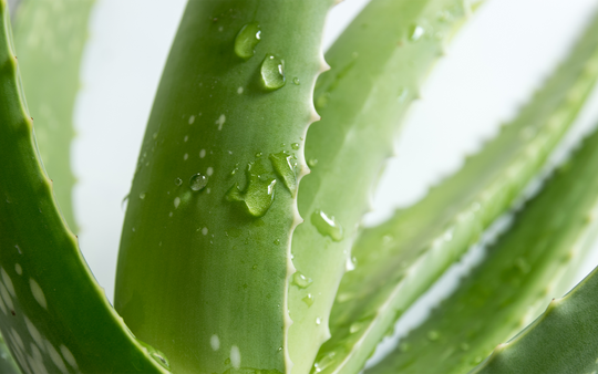 THE BENEFITS OF ALOE VERA