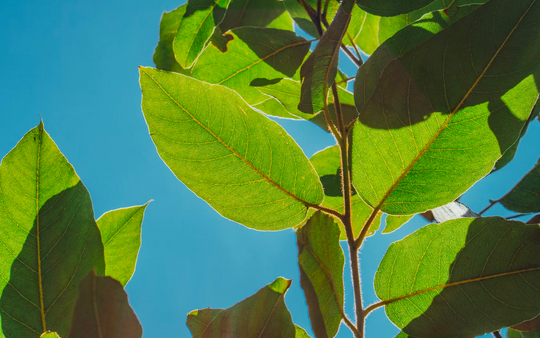 GREENWASHING AND THE DARK ART OF MISLEADING LABELS