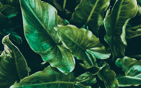 BUYER BEWARE - VEGAN SKINCARE