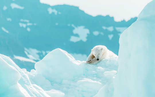 HEALTHY BEAUTY, HEALTHY PLANET… HAPPY POLAR BEARS