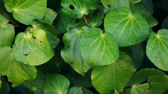 Ingredient Focus - Kawakawa