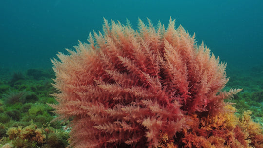 Ingredient Focus - OceanDerMX