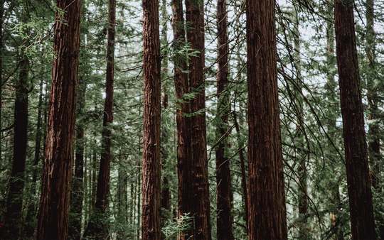 Why We Need Trees In Our Lives